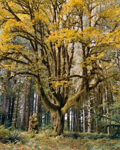 Bigleaf Maple, Olympic National Park, Washington