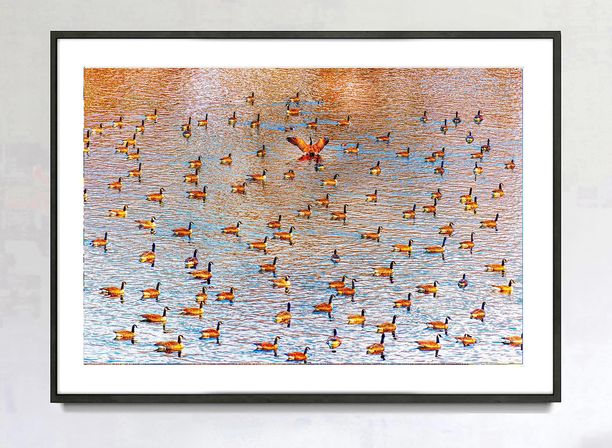 Ducks float on a cinnamon pond in loose formation, forming an overall pattern.  Their arrangement recalls the work of minimal artists of the 50s and 60s.  Yet, a single duck breaks ranks and turns the other way with extended wings, punctuating the
