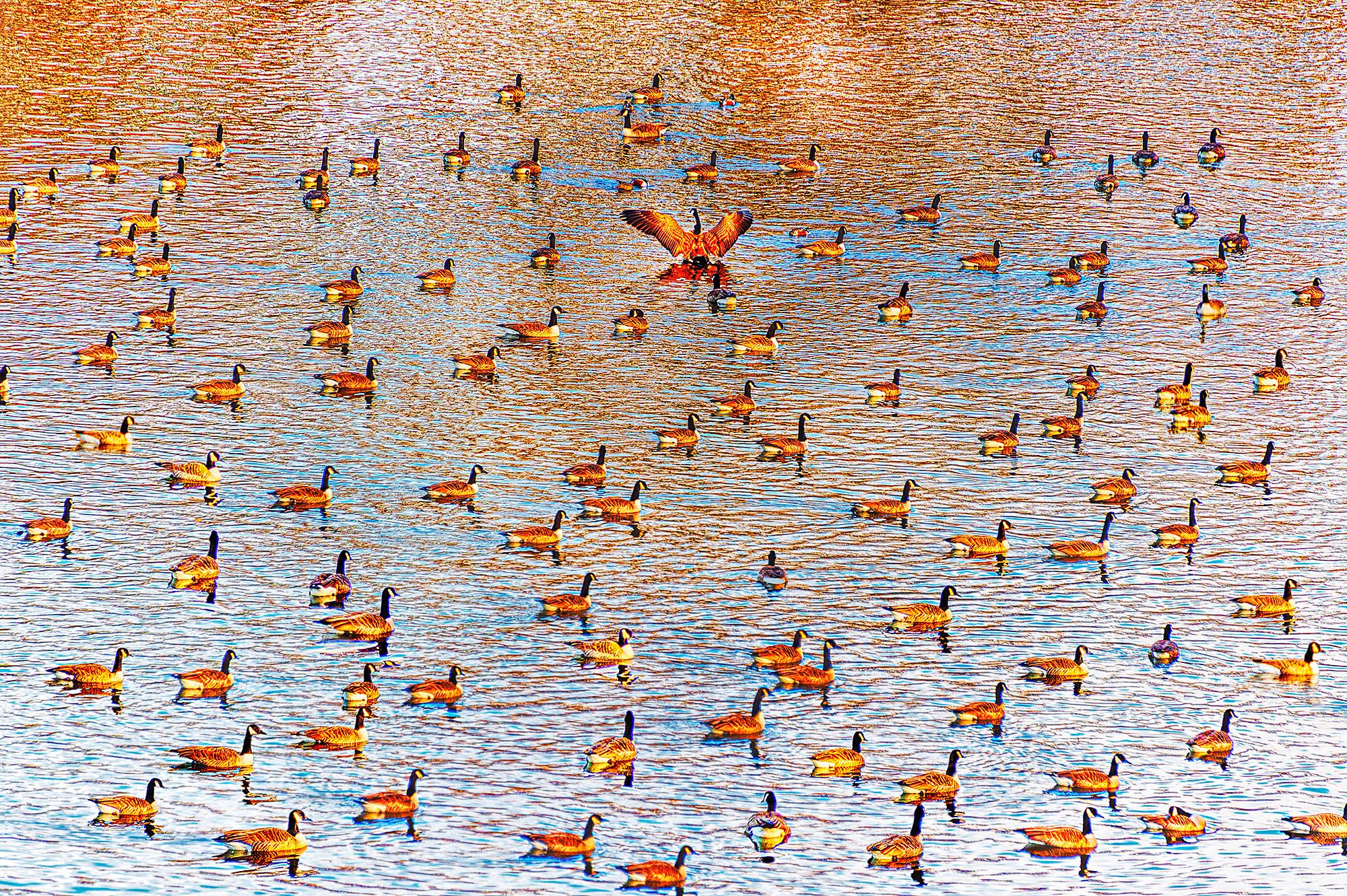 Une pagaie de canards sur un étang de cannelle d'ambre