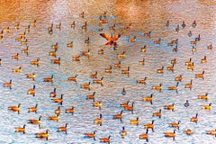Une pagaie de canards sur un étang de cannelle d'ambre