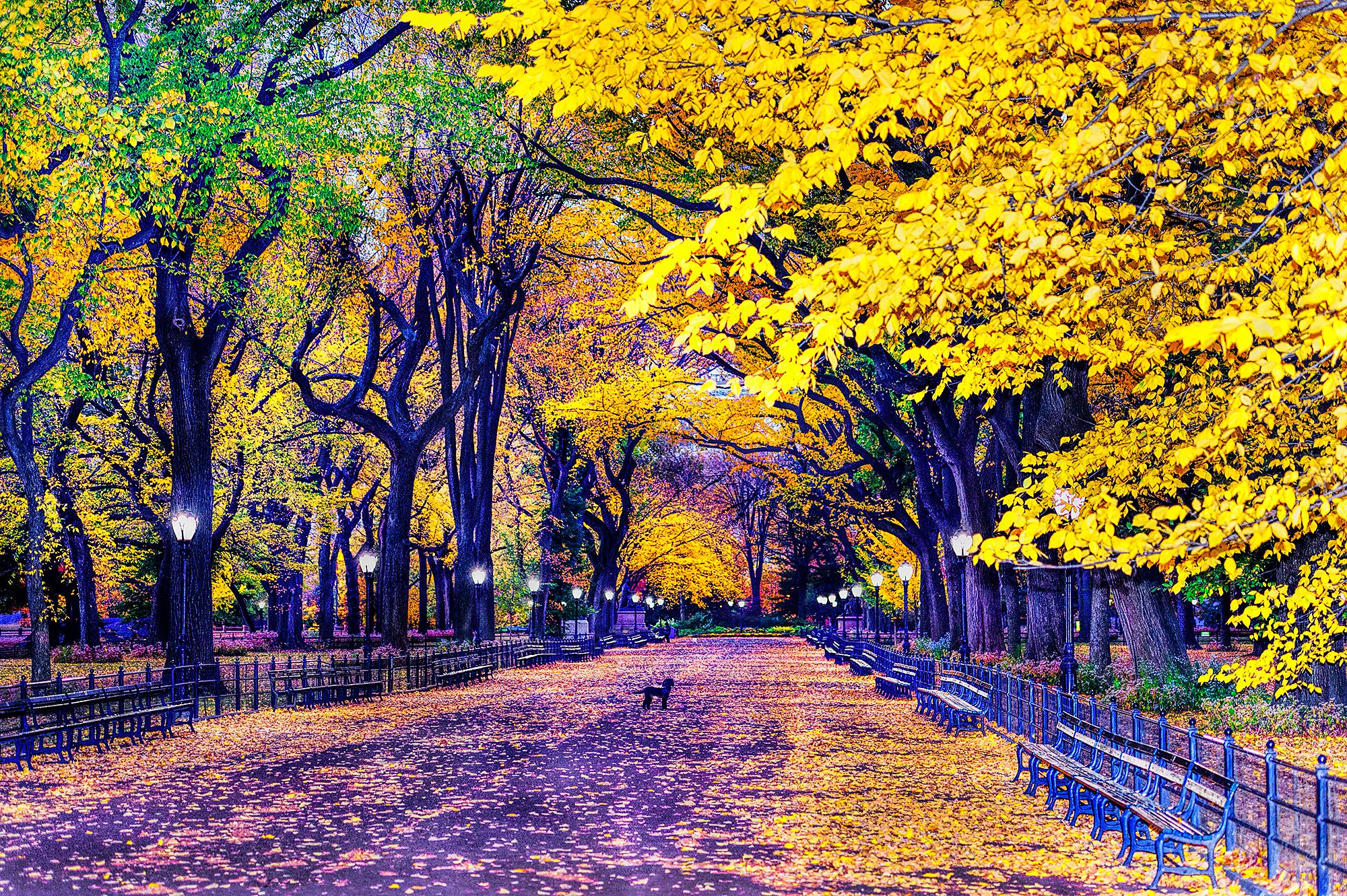 Mitchell Funk Color Photograph – Herbst im Central Park mit schwarzem Hund