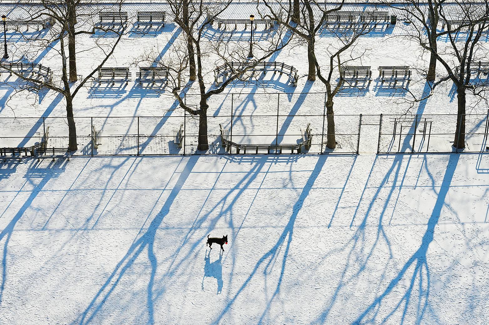 Mitchell Funk Color Photograph – Back Hund im New Yorker Park
