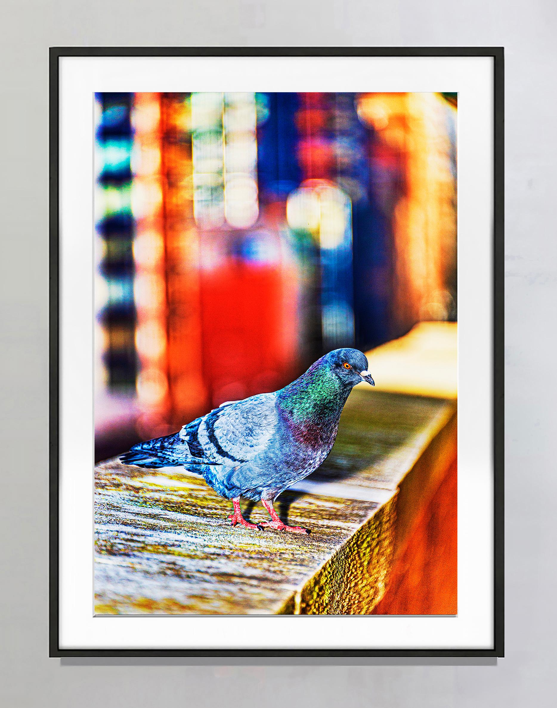 Bird on a Ledge Impressionist Color Tudor City Manhattan - Photograph by Mitchell Funk