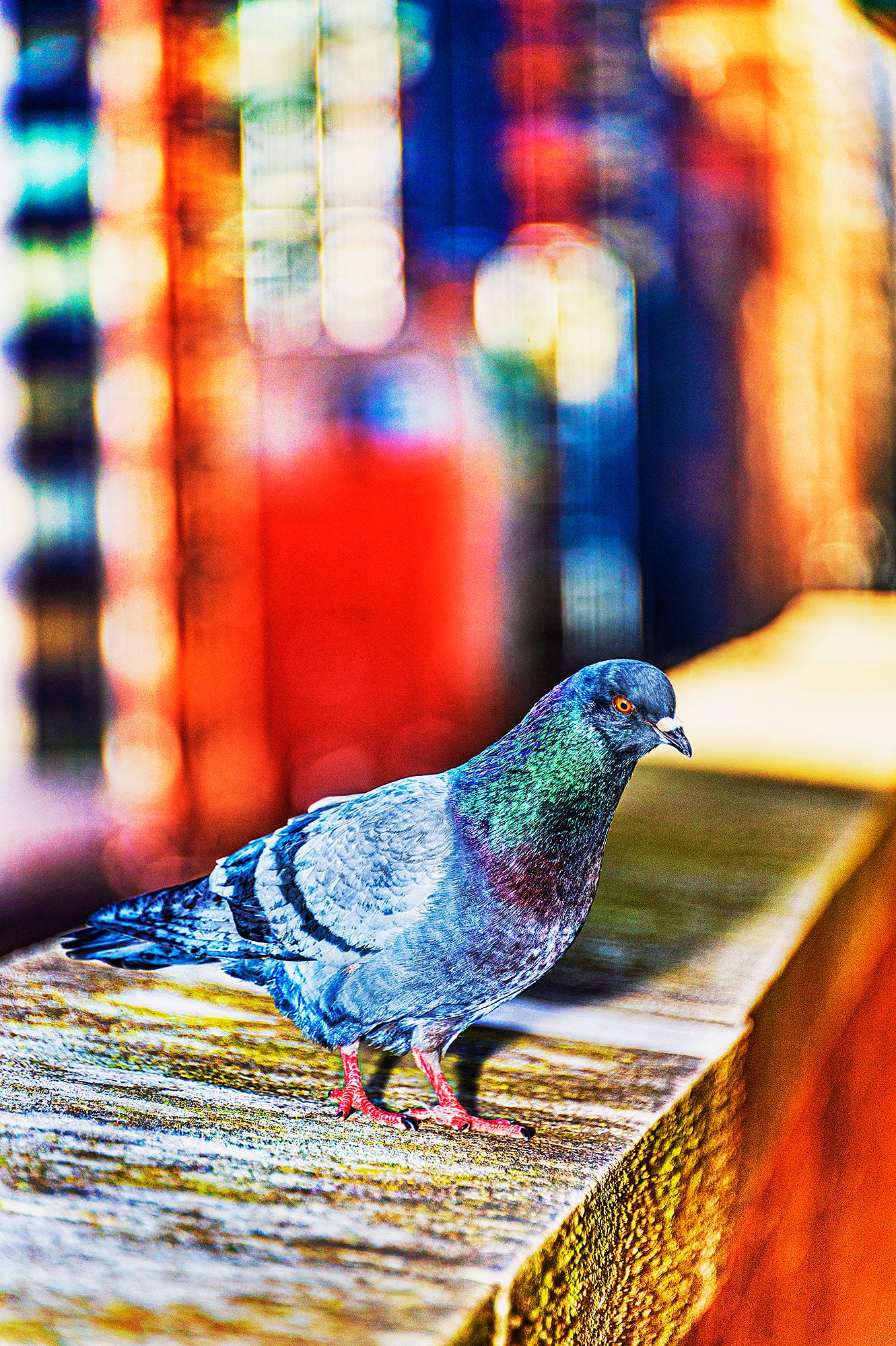 Mitchell Funk Color Photograph – Tudor City Manhattan, Vogel auf einem Ledge, impressionistischer Farbton