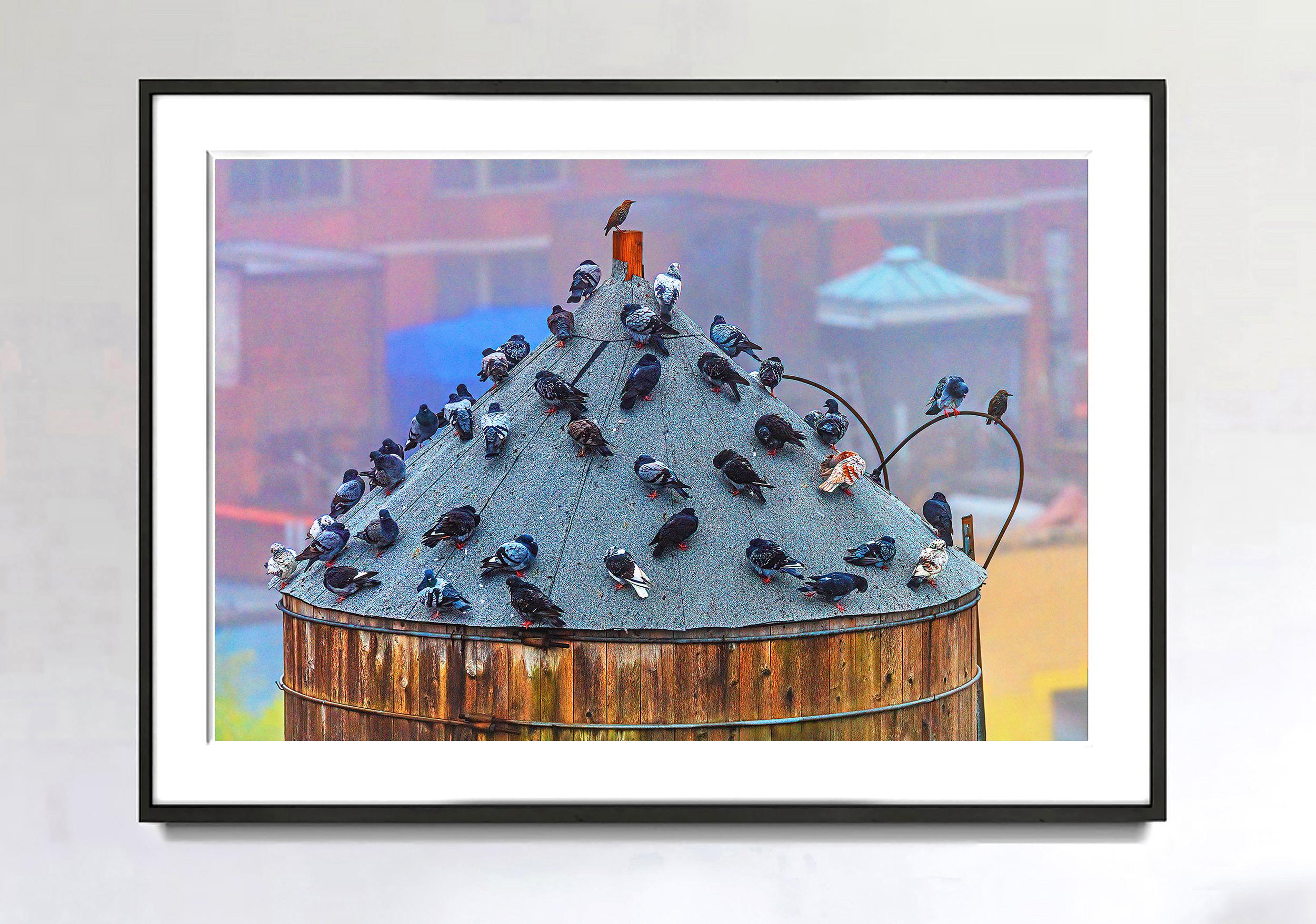 Fiesta de pájaros en una torre de agua de Nueva York - Photograph de Mitchell Funk