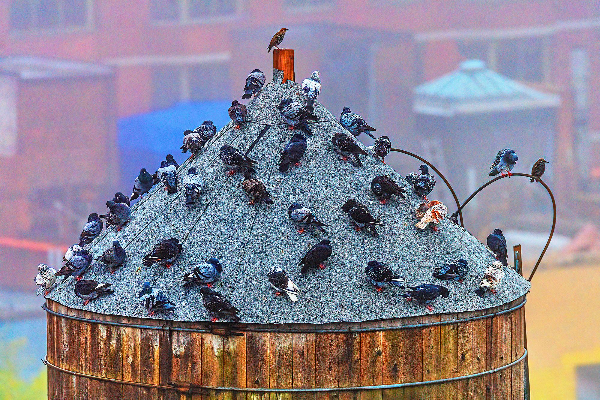 Vogelparty auf einem New Yorker Wasserturm