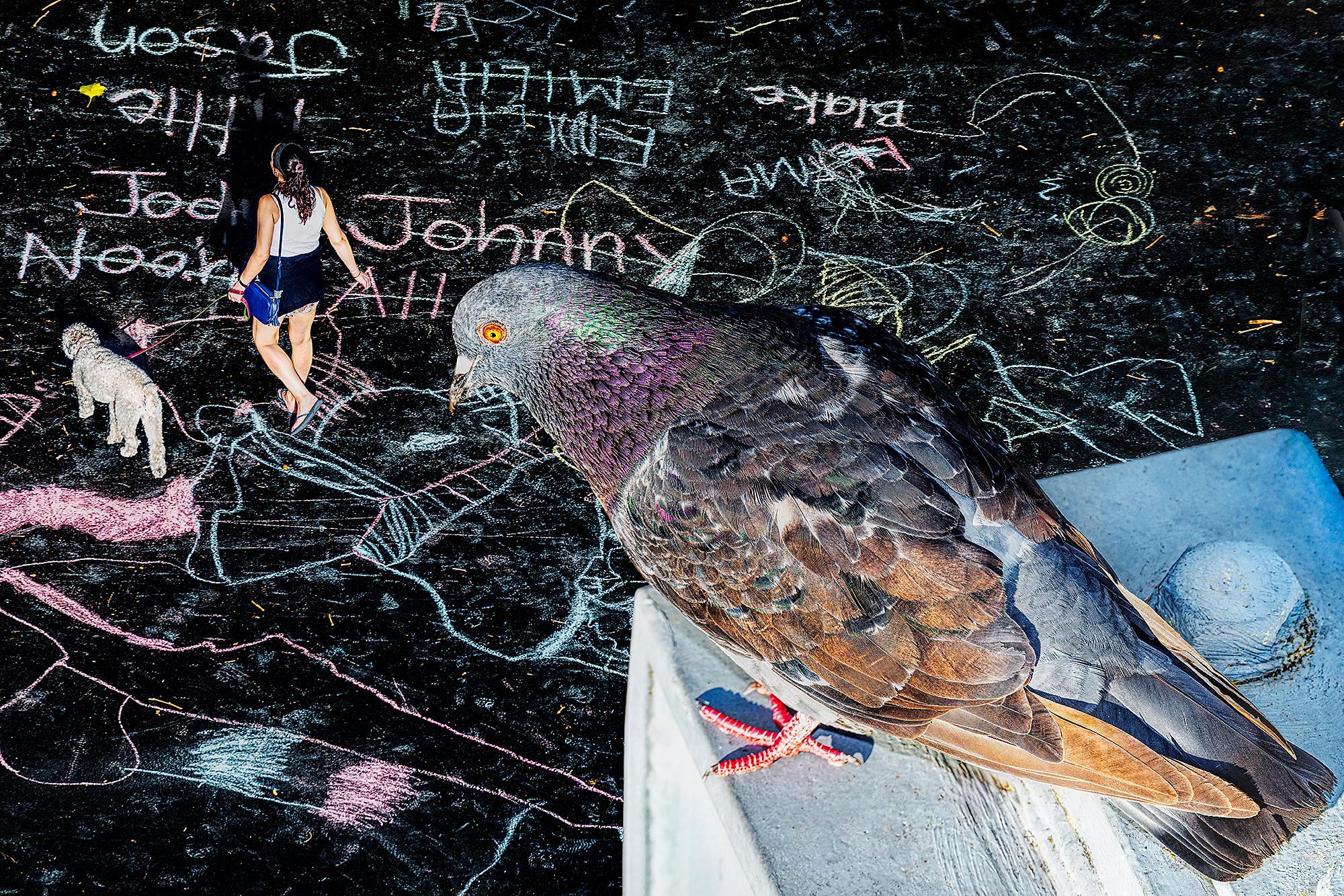 A vista de pájaro -  Nuevo  Arte callejero de la ciudad de York con Pigeon Connoisseur