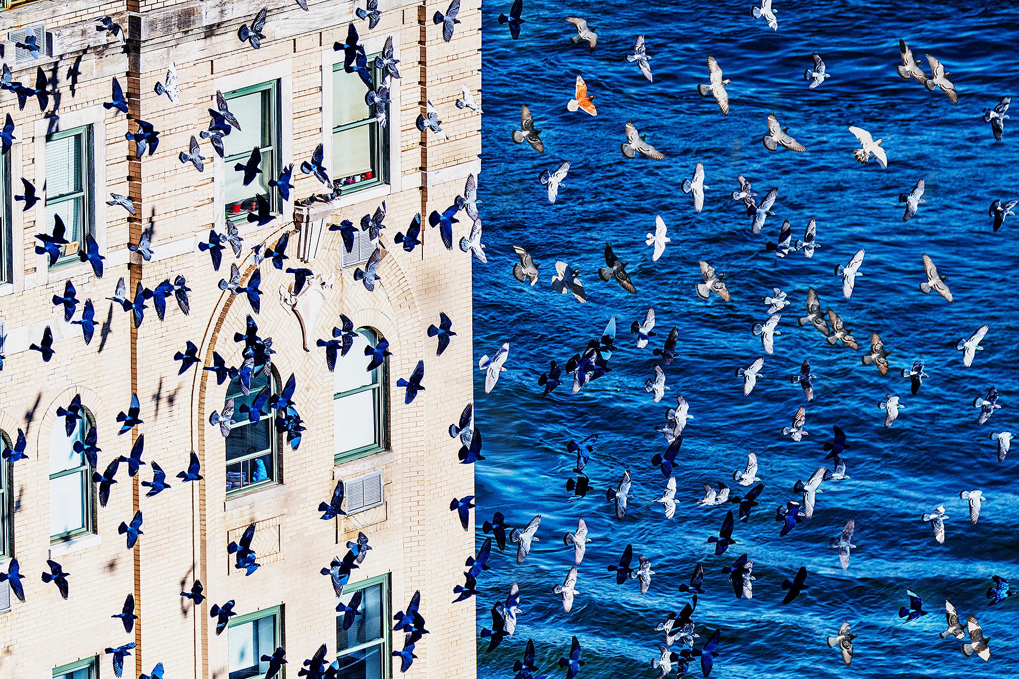 Mitchell Funk Abstract Photograph - Birds in Flight over Manhattan - Minimalist Photography