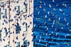 Birds in Flight over Manhattan - Minimalist Photography