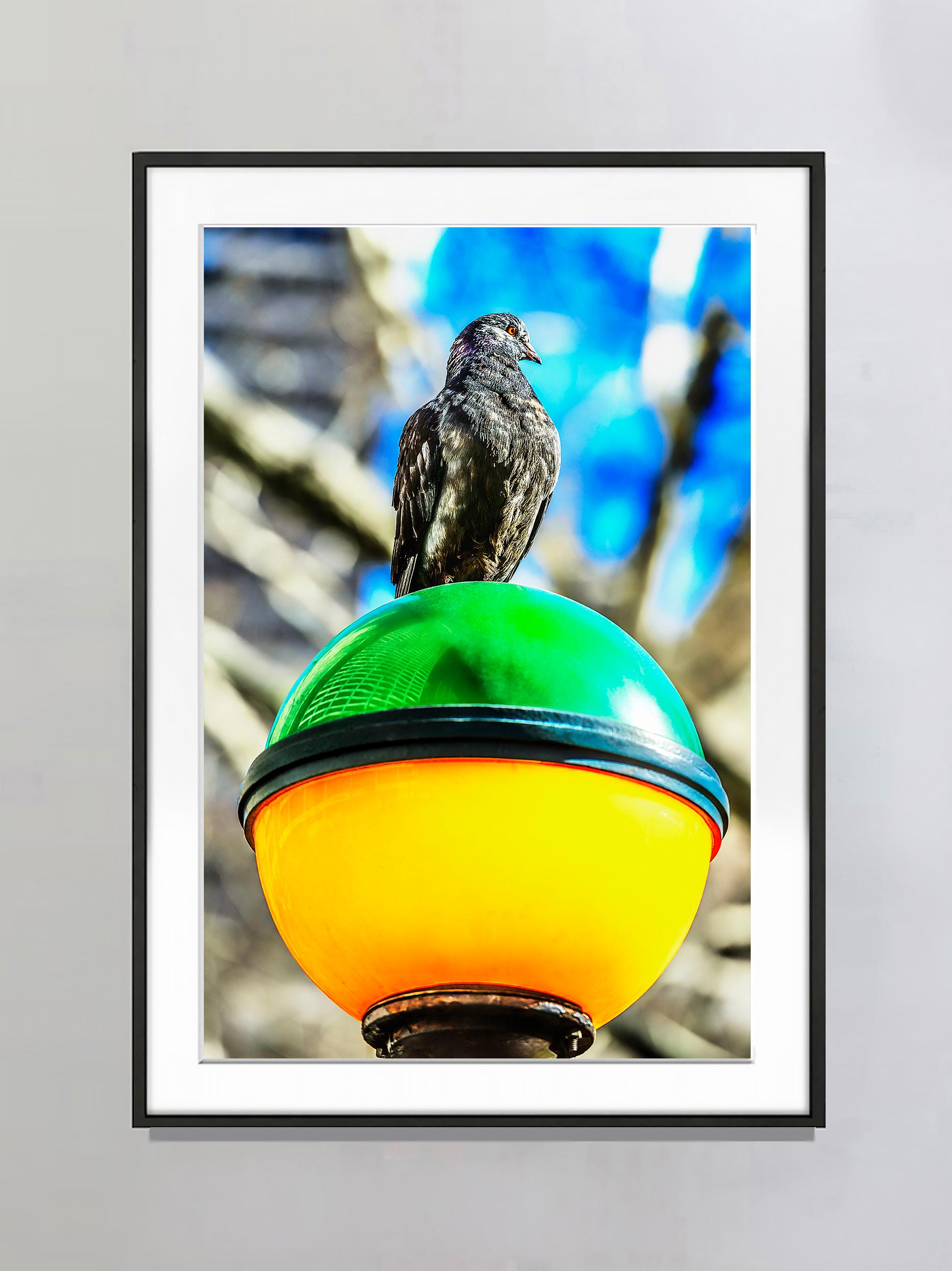 Schwarzer Vogel auf farbenfrohem U-Bahn-Leuchten – Photograph von Mitchell Funk