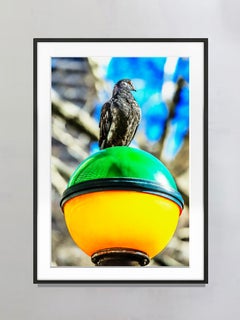 Black Bird on Colorful Subway Light  - Fine Art Photography
