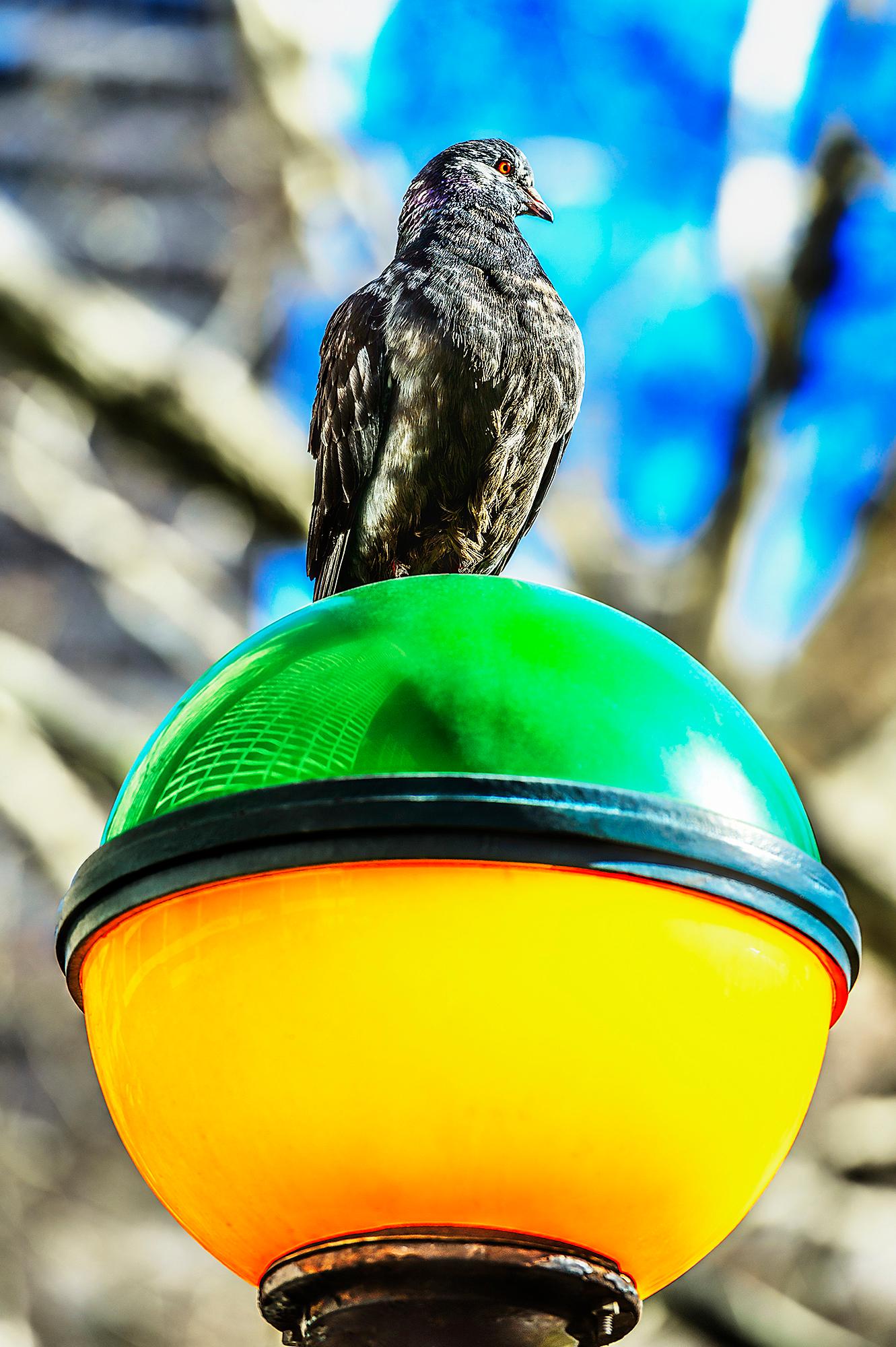 Oiseau noir sur une lumière de métro colorée 