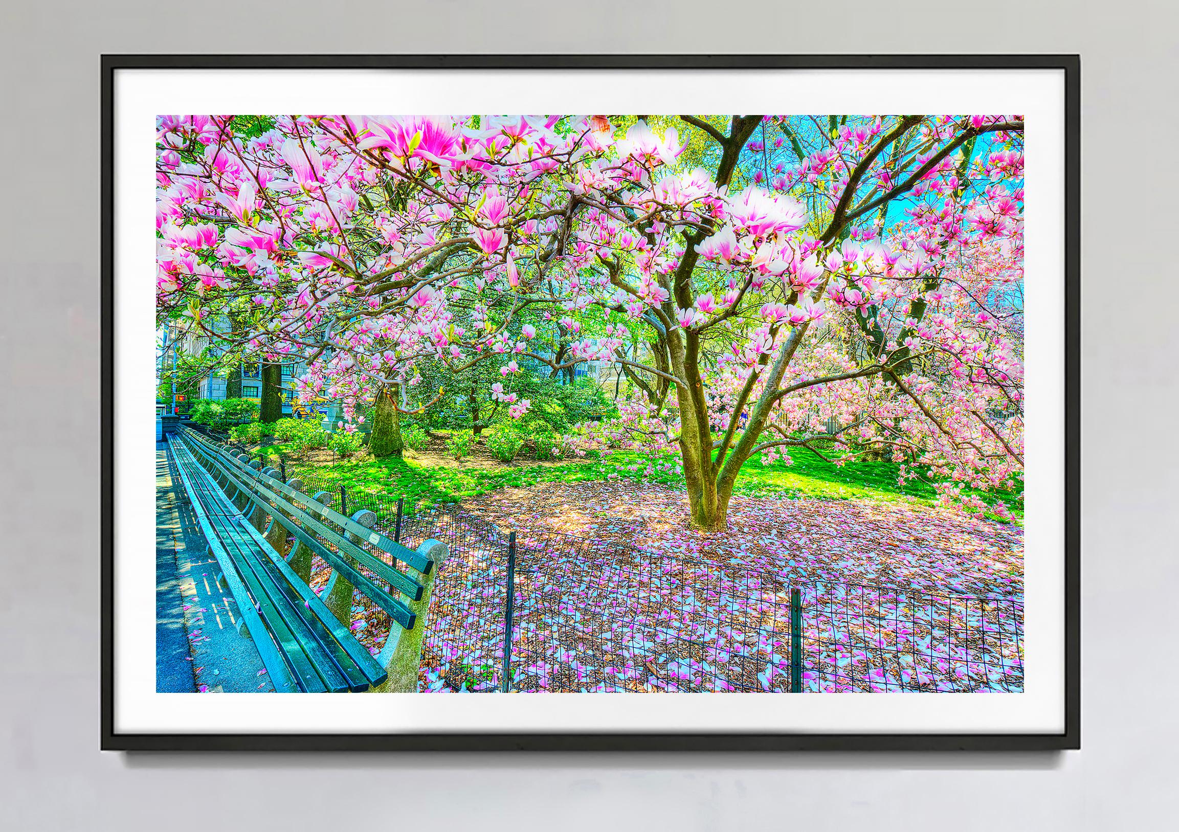Blooming Magnolia Tree In Spring, Central Park  New York City in Pinks and Blues - Photograph by Mitchell Funk