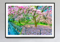 L'arbre en fleurs de Magnolia au printemps, Central Park New York City en roses et bleus