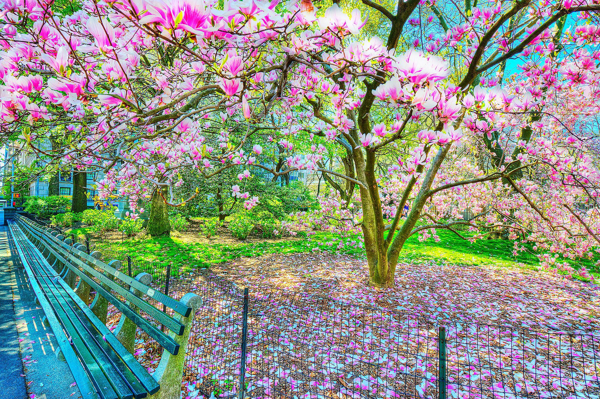 Landscape Photograph Mitchell Funk - L'arbre en fleurs de Magnolia au printemps, Central Park  New York City en roses et bleus