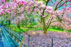 Blooming Magnolia Tree In Spring, Central Park  New York City in Pinks and Blues