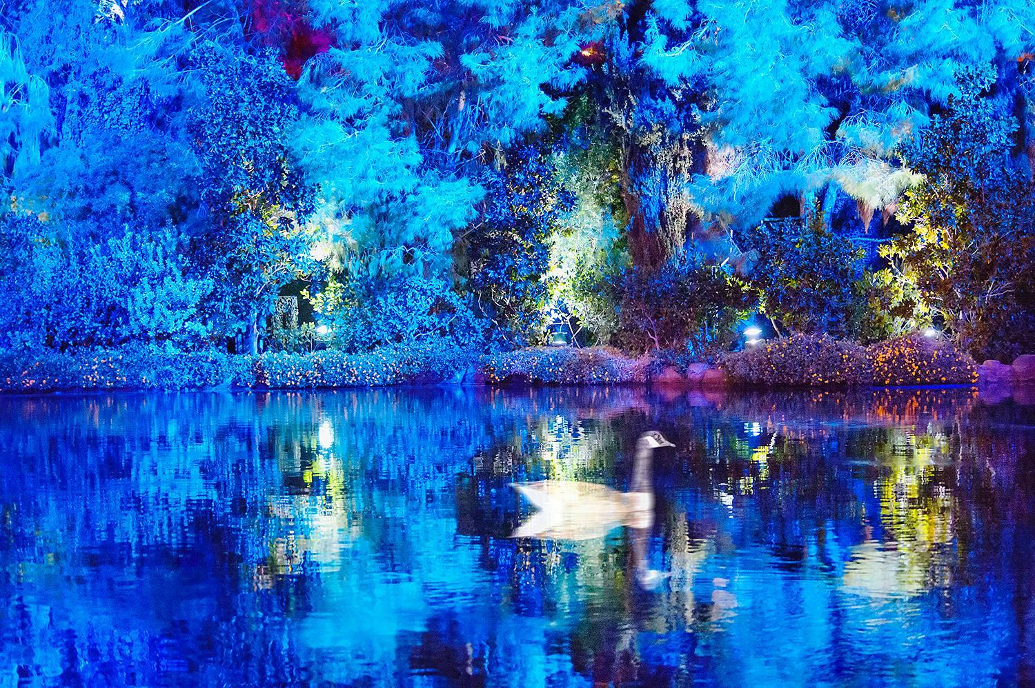 Mitchell Funk Landscape Photograph - Fairy tale Blue Duck Glides on a Magical Blue Pond