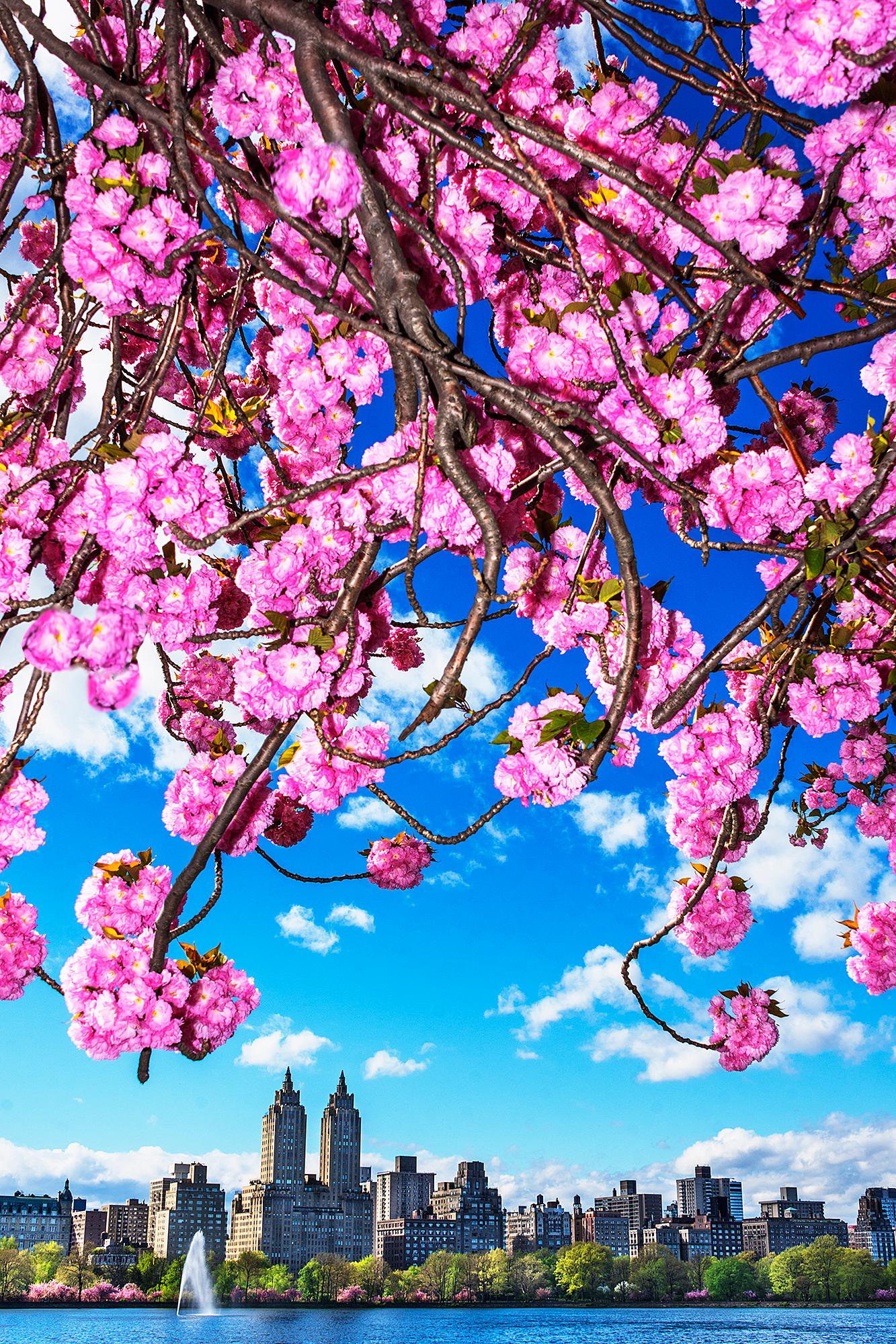 Mitchell Funk Color Photograph – Blumenstrauß mit freundlicher Genehmigung des Baumes. Kirschbaumblüten 