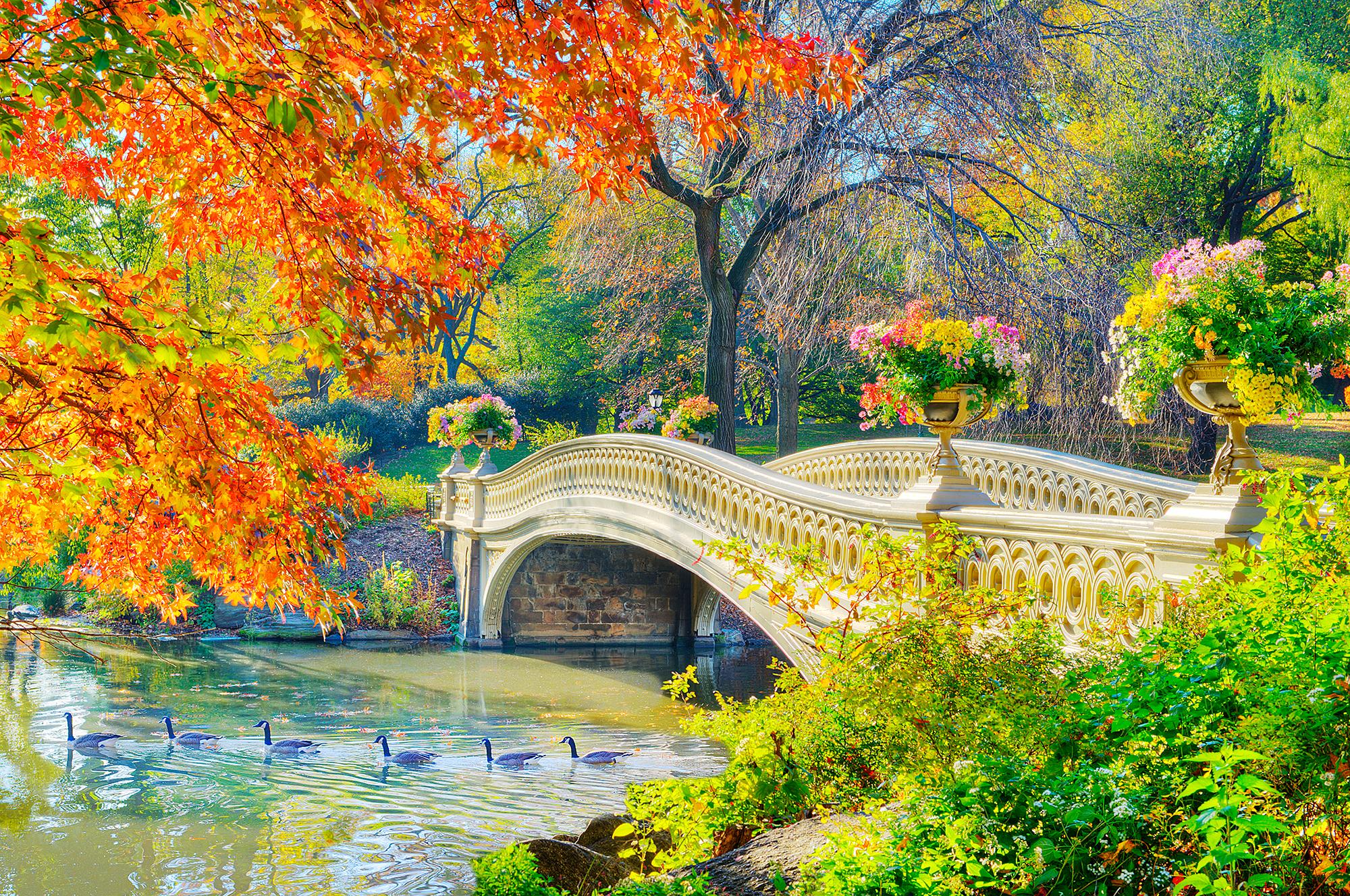 Autumn Colors Bow Bridge with Flower Pots and Ducks in  Central Park