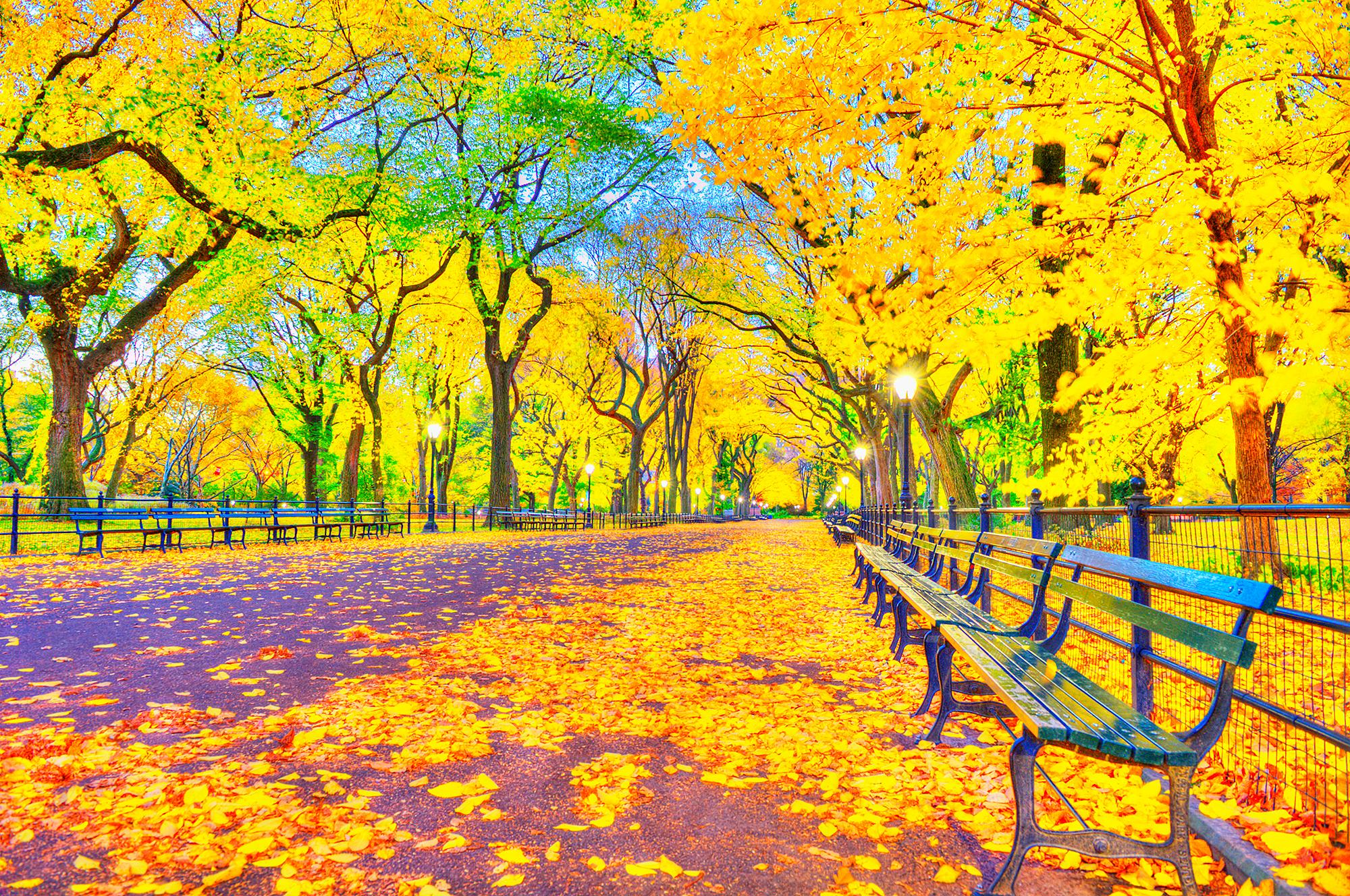 Mitchell Funk Landscape Photograph – Postimpressionistisches Central Park-Museum mit gelben Herbstblättern und Ulmenbäumen