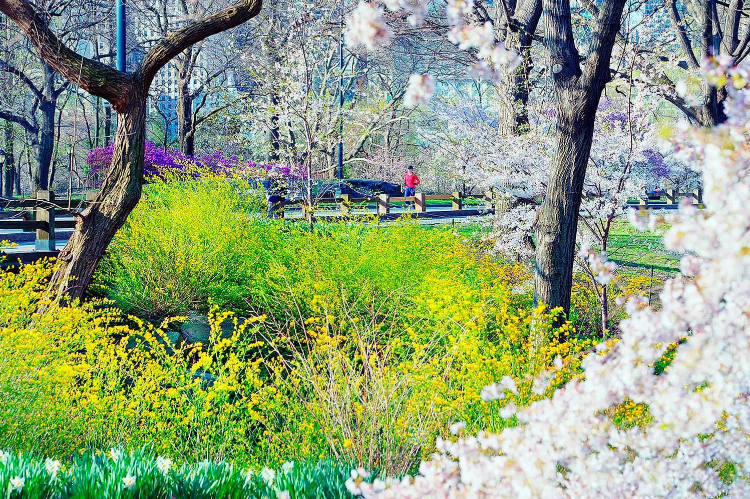 Central Park-Läufer und Blumen