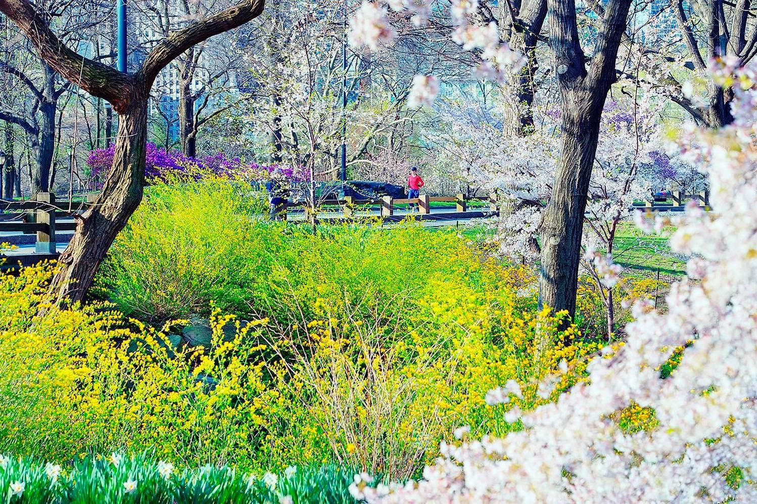 Mitchell Funk Landscape Photograph - Central Park Runner and Flowers 