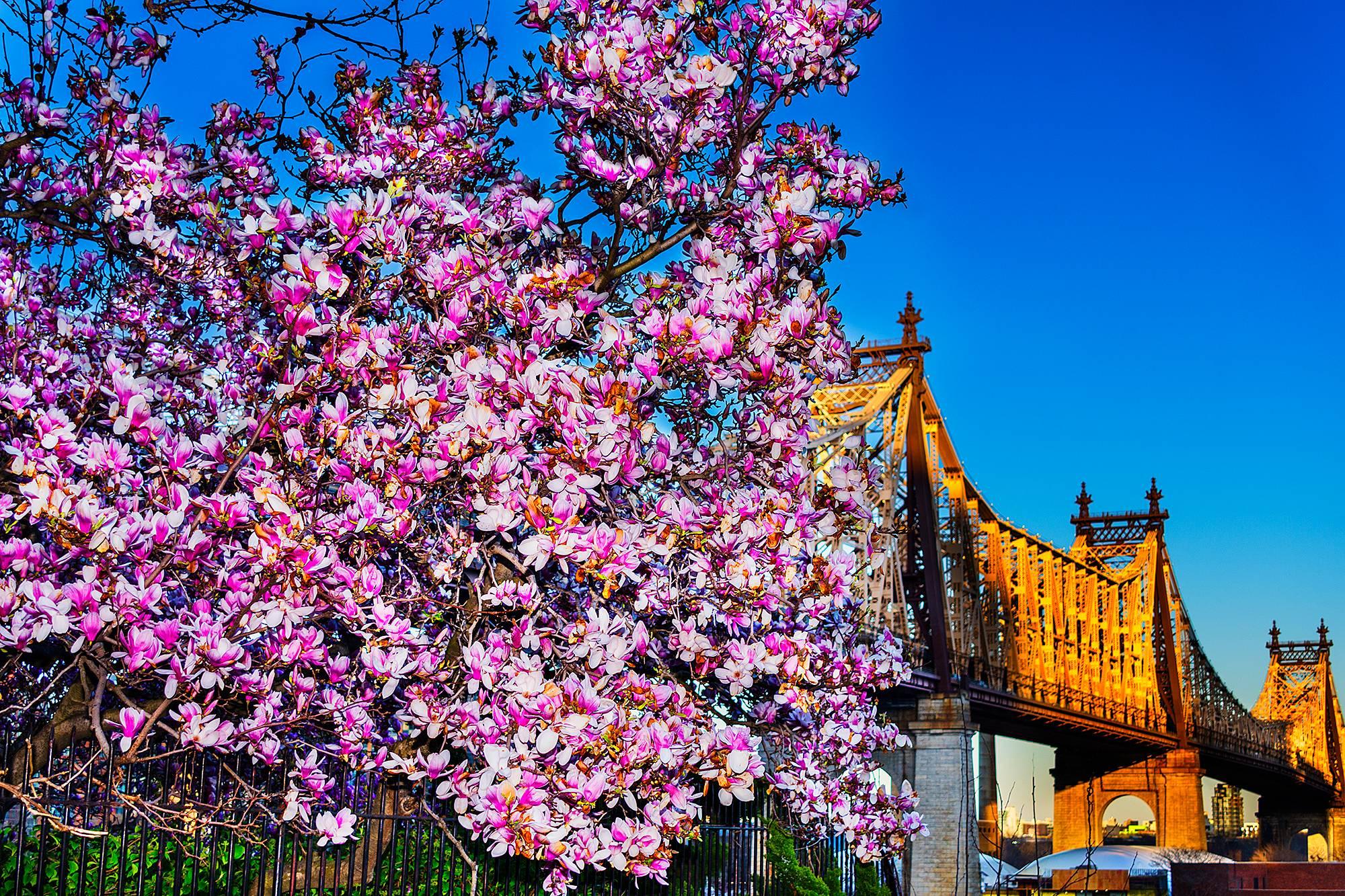 Mitchell Funk Color Photograph - Cherry Blossoms and Queens Boroughs  Bridge, Nature Photography