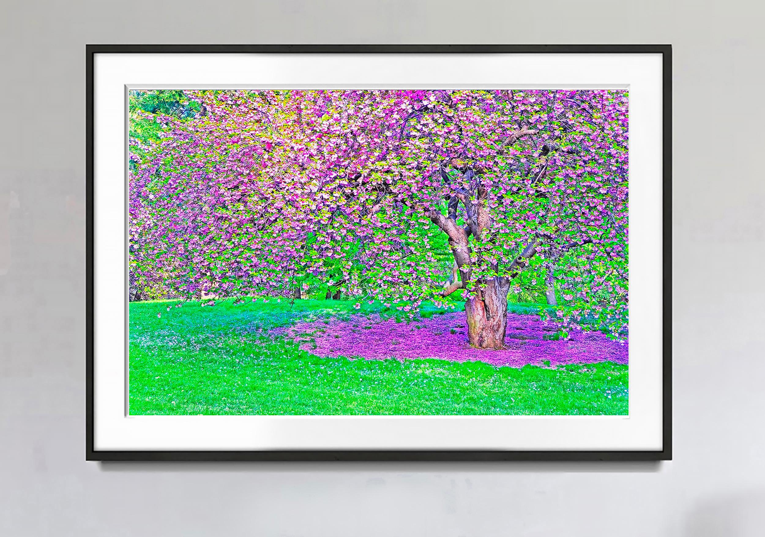 Kirschblüten im Central Park – Photograph von Mitchell Funk