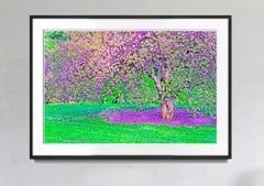 Fiori di ciliegio Central Park