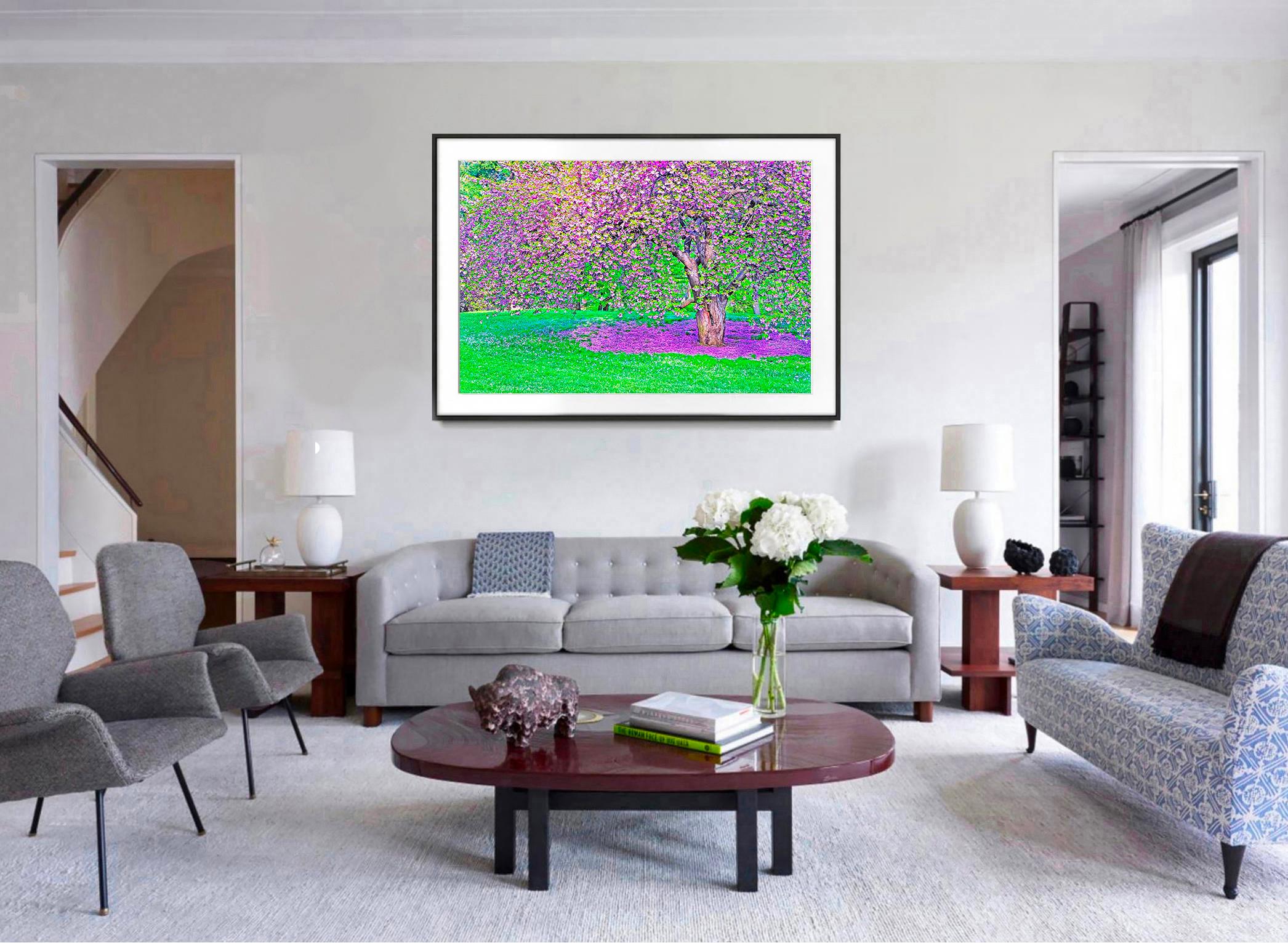 Kirschblüten im Central Park (Amerikanischer Impressionismus), Photograph, von Mitchell Funk