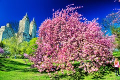Cherry Blossoms  Central Park Manhattan