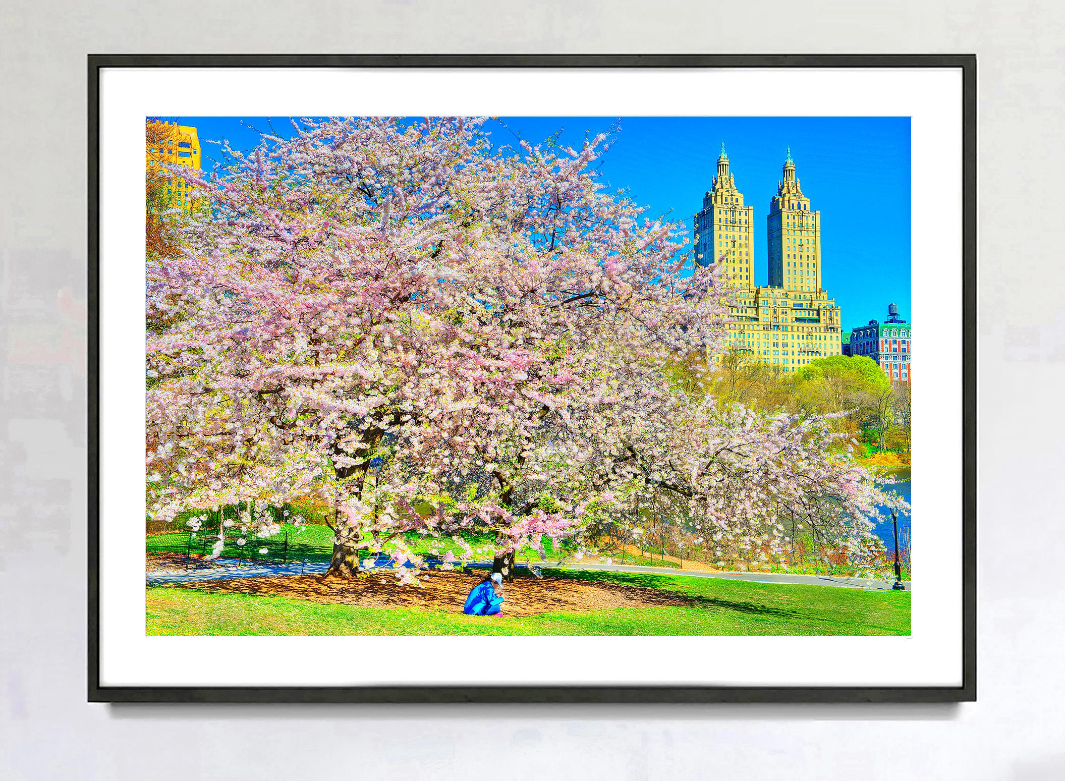 Cherry Blossoms  in Bloom, Urban Garden of Central Park  with The San Remo  - Photograph by Mitchell Funk
