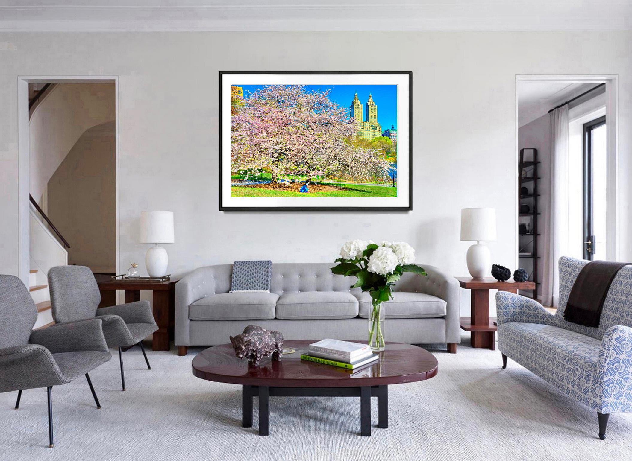 The majestic  Renaissance Revival San Remo Apartments act as a backdrop to Central Park's magnificent Cherry Blossom display. Under the colorful blooming tree, a sitting single female figure in blue is seen. Her blue shirt echoes the blue sky and