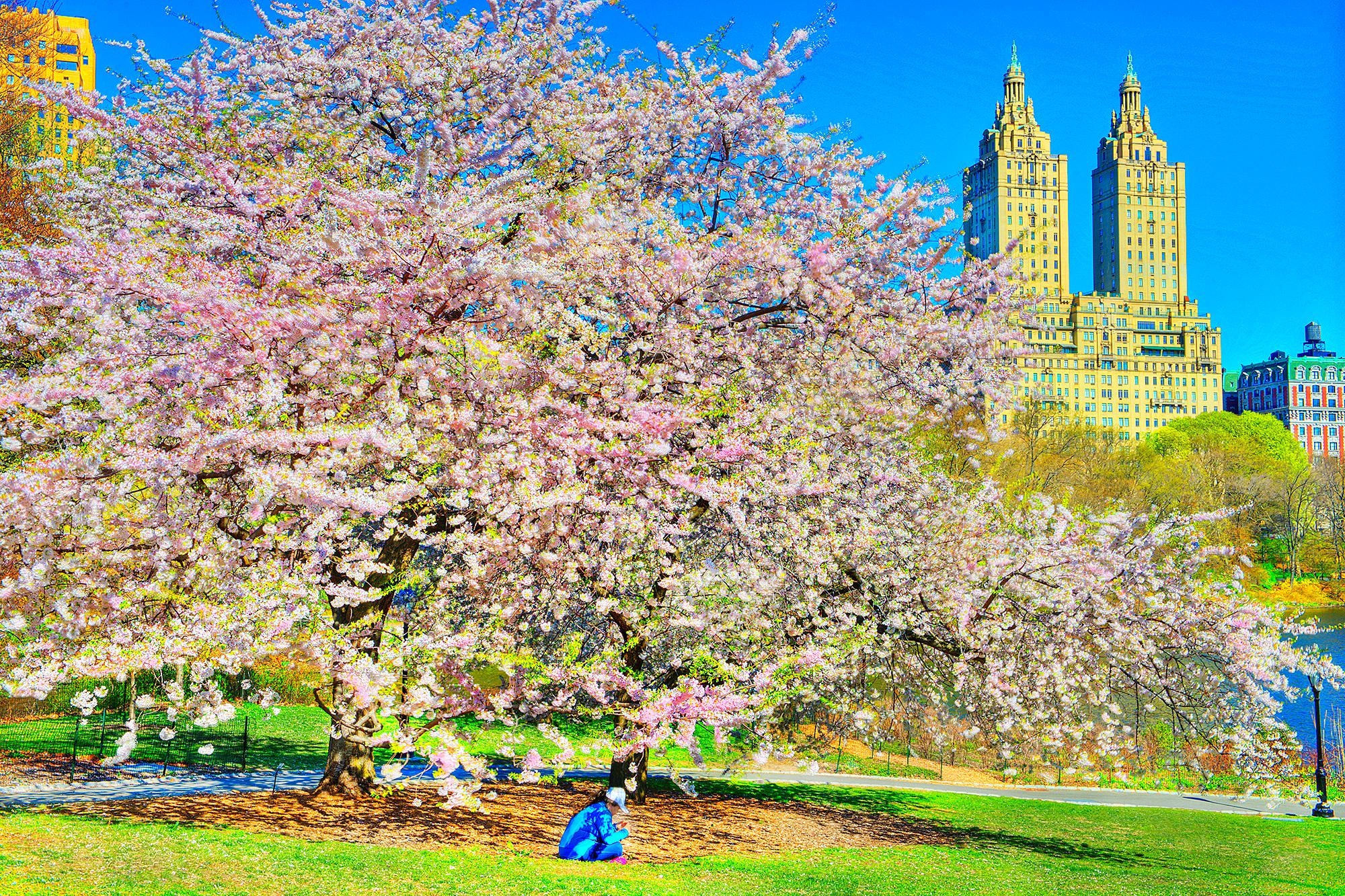 Mitchell Funk Color Photograph - Cherry Blossoms  in Bloom, Urban Garden of Central Park  with The San Remo 