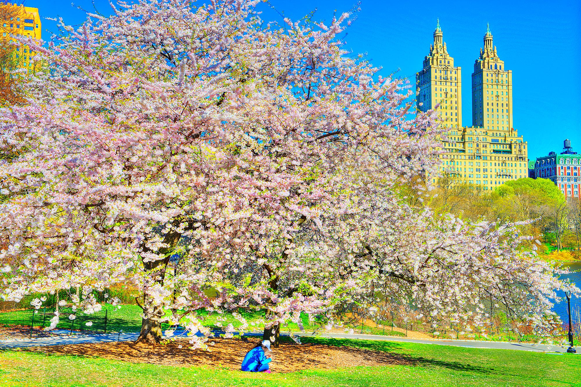 Landscape Photograph Mitchell Funk - Chemisier intemporel en fleurs de cerisier à Central Park  Architecture d'avant-guerre