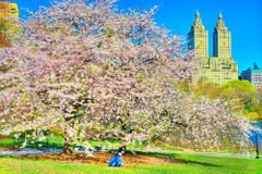 Chemisier intemporel en fleurs de cerisier à Central Park  Architecture d'avant-guerre