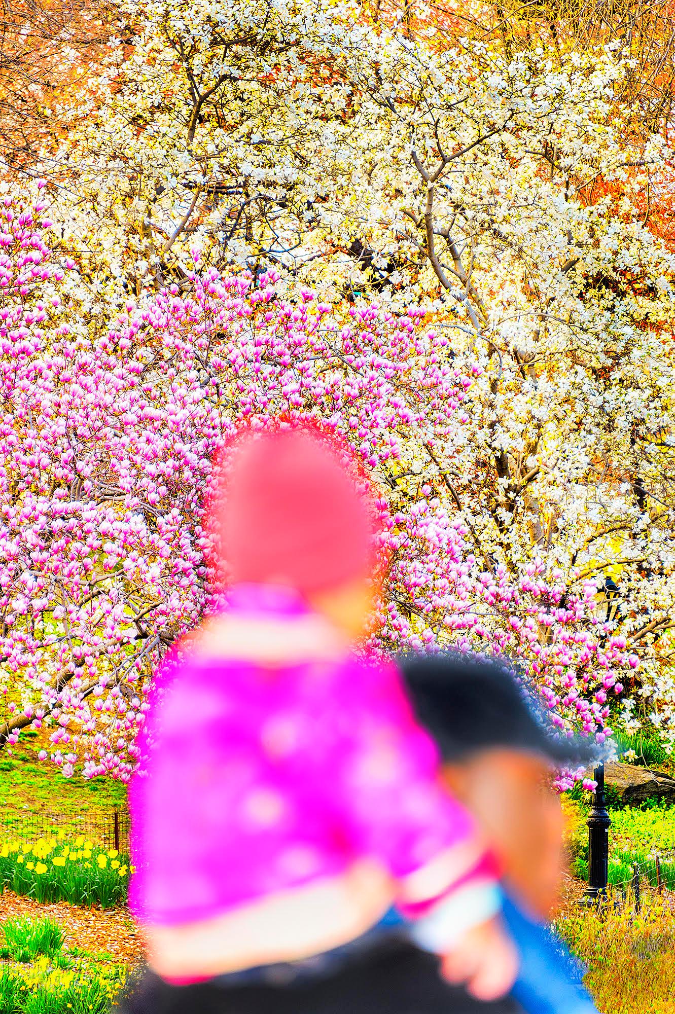 Child in Pink auf den Schultern eines Vaters gegen Kirschblüten