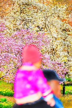 Child in Pink on Father's Shoulders Against Cherry Blossoms