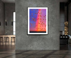 Colorful Rainbow with Flock of Birds in East Hampton, Symbolic of Togetherness