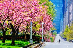 Covid-19, Avenida del Parque de los Cerezos en Flor. Sin coches pero con una figura solitaria y un perro 