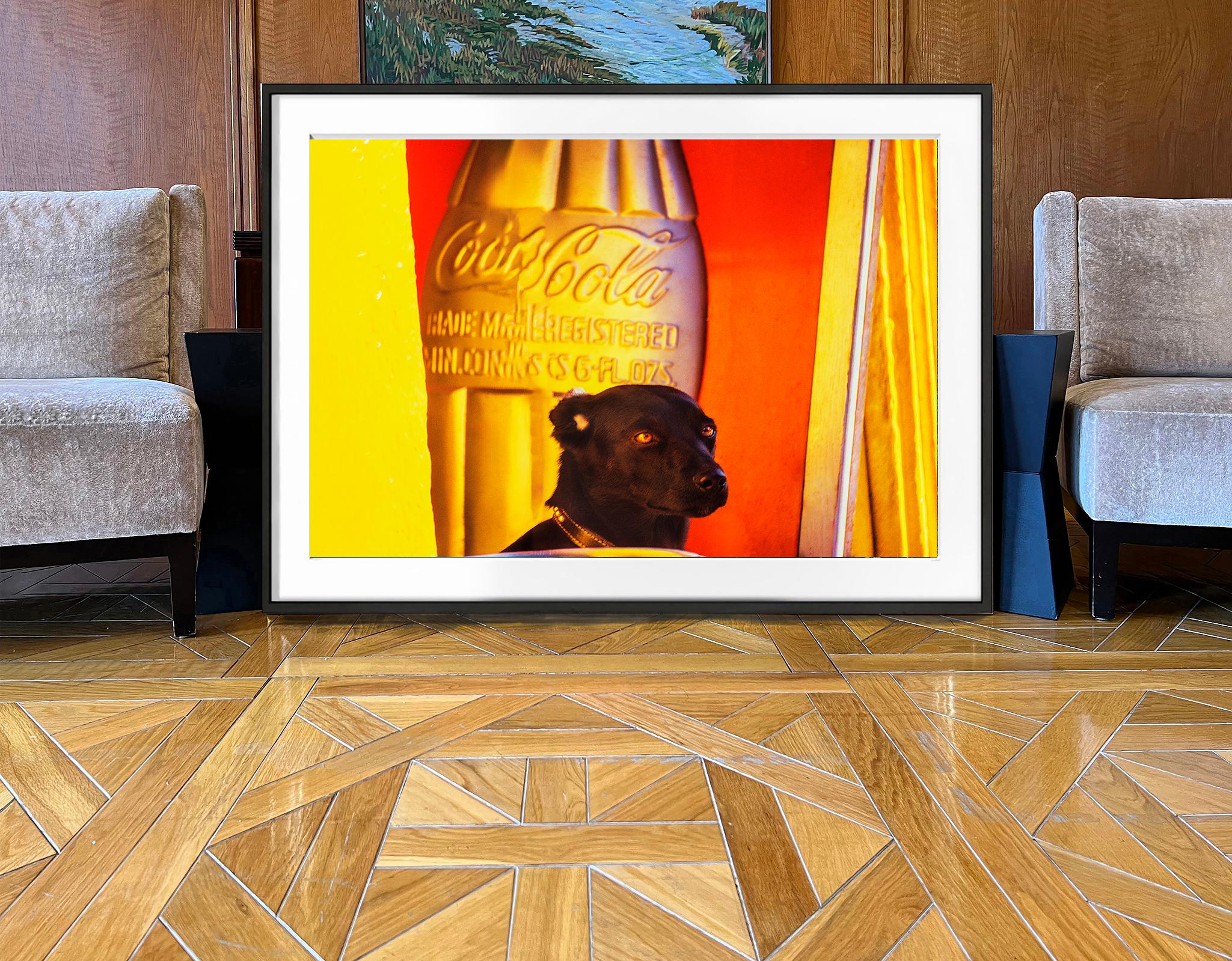Cute Black Dog Against a Graphic Yellow Orange Wall in Mexico - Photograph by Mitchell Funk