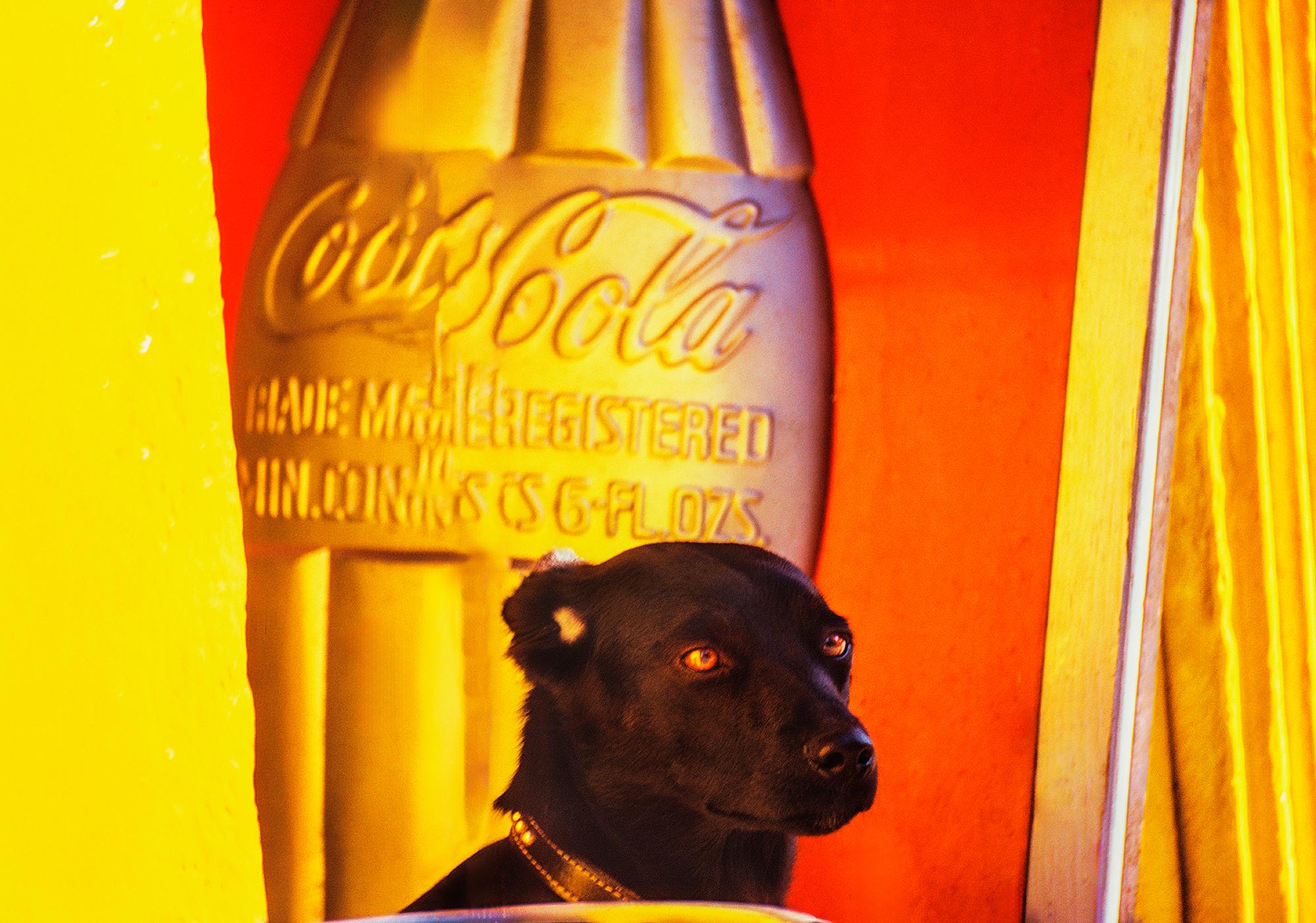 Mitchell Funk Color Photograph - Cute Black Dog Against a Graphic Yellow Orange Wall in Mexico