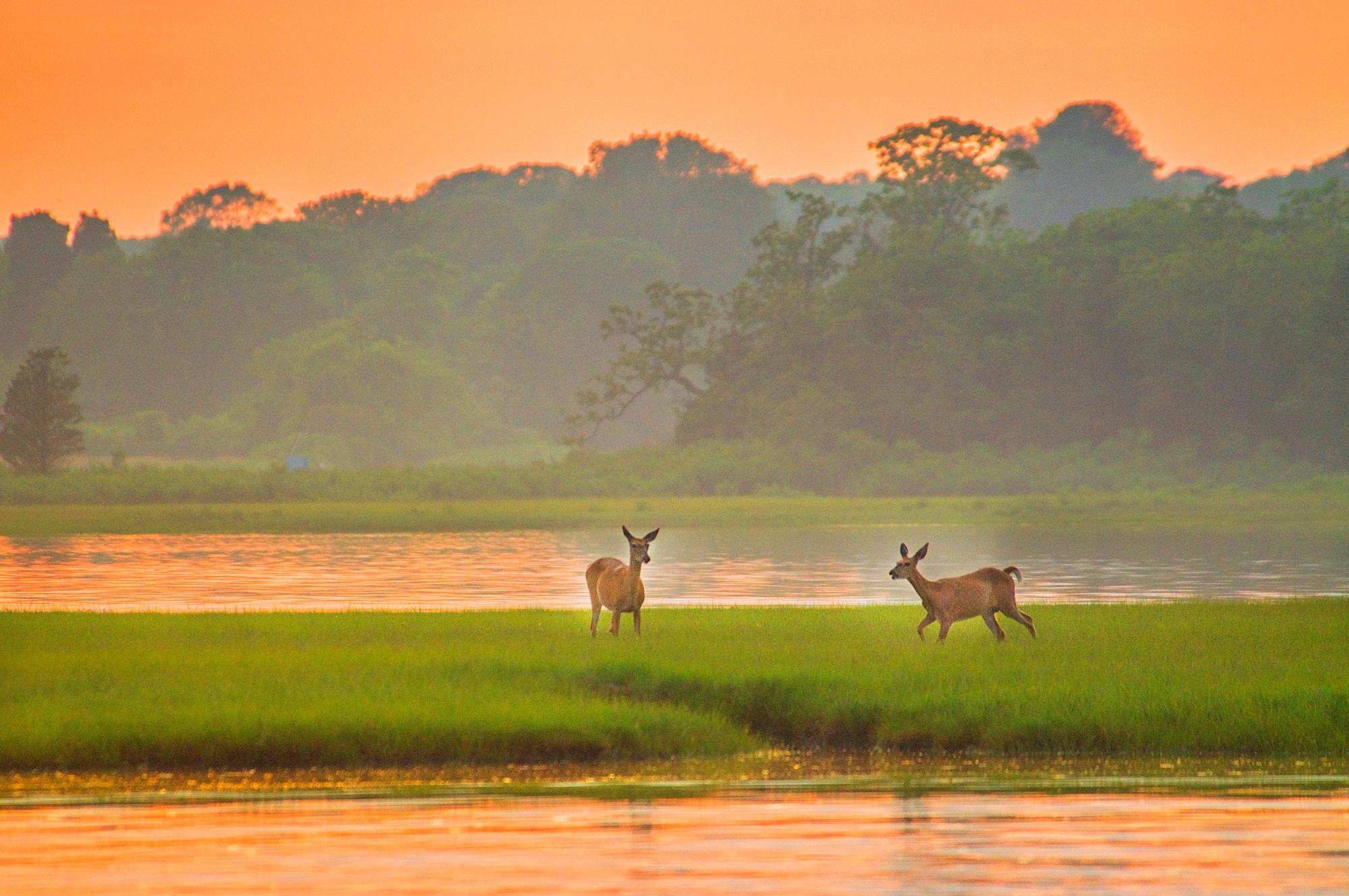 Mitchell Funk Landscape Photograph - Deer Louse Point East Hampton in Ginger Sky  -   Nature's Splendor