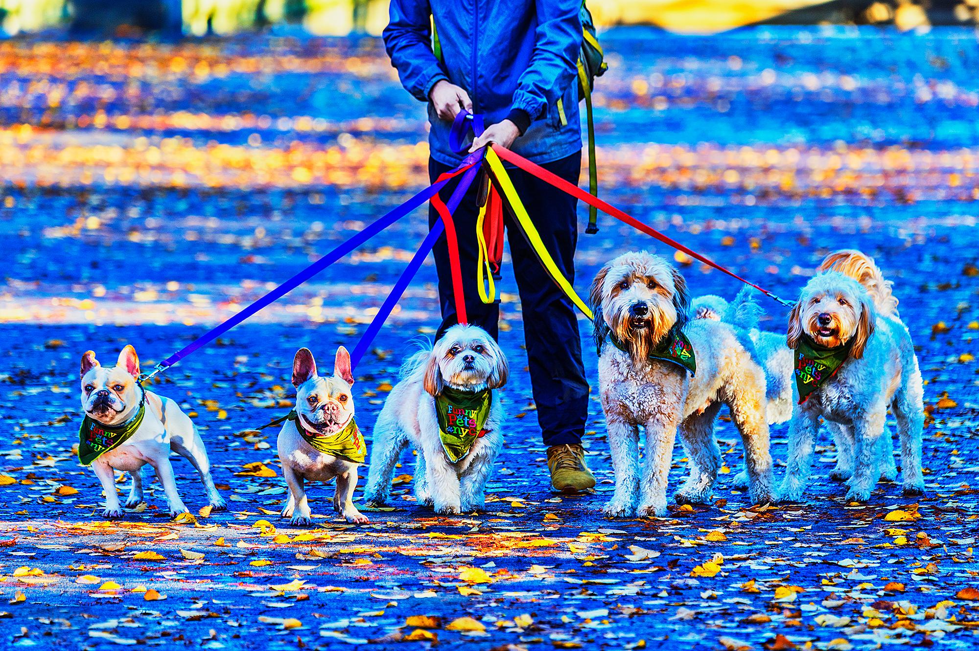 Promeneur de chiens. Bulldog, Terrier du Yorkshire, Labrador