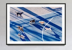 Cani che corrono nel parco con la luce del mattino presto,  New York