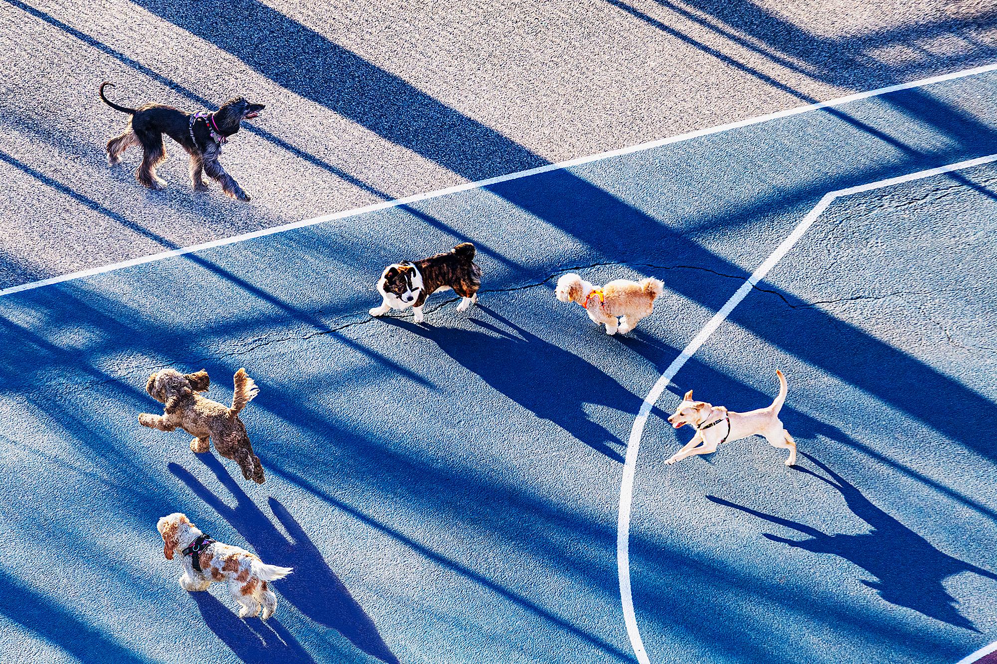 Mitchell Funk Color Photograph - Dogs Running In Park With Early Morning Light,  New York City