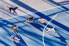 Chiens courant dans un parc à la lumière du matin,  Ville de New York