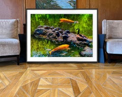 Duck, Schildkröten und goldene Fische in Central Park Teich, der in der Sonne schwimmt