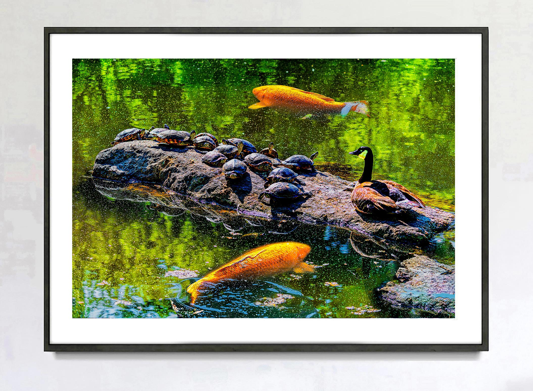 Duck, Schildkröten und goldene Fische in Central Park Teich, der in der Sonne schwimmt (Post-Impressionismus), Photograph, von Mitchell Funk