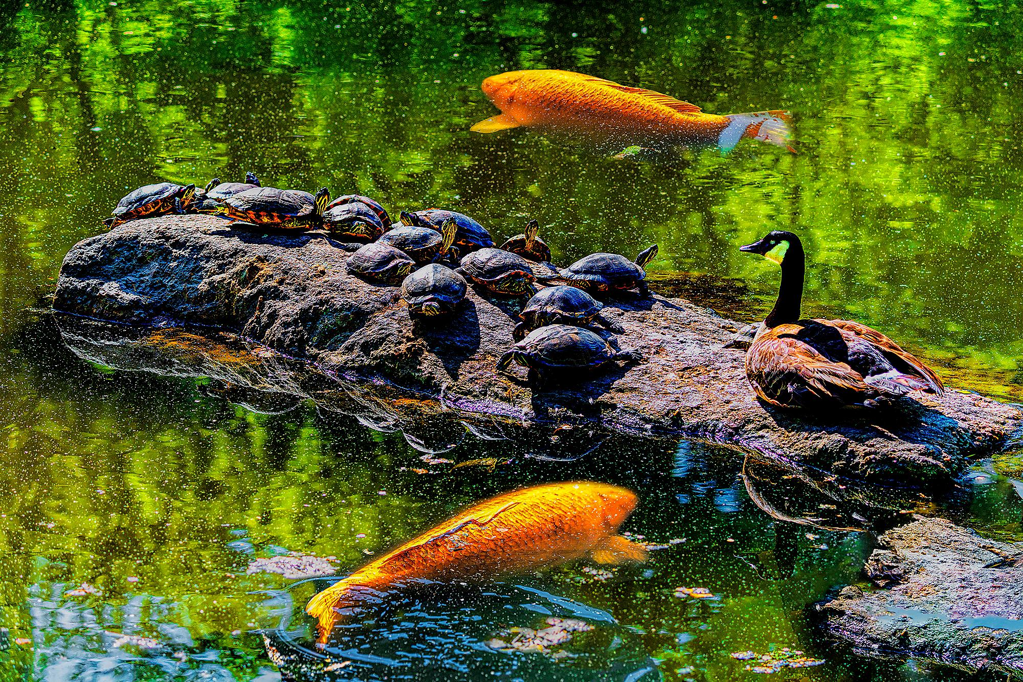 Mitchell Funk Color Photograph - Duck, Turtles and Gold Fish in Central Park Pond Basking in Sun